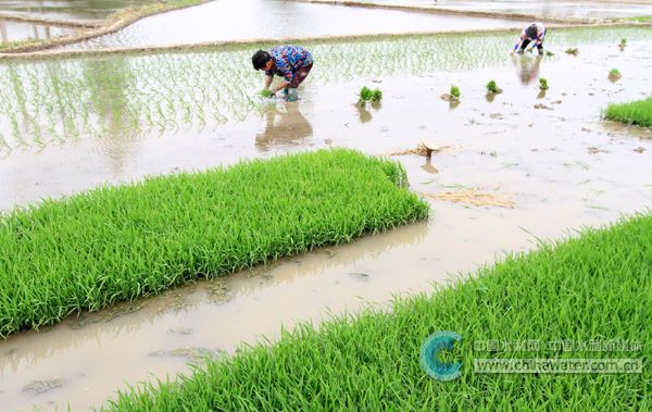 房縣：水管員管水 “盤活”10余萬畝農田