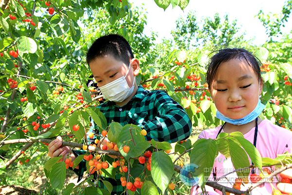 房縣：小流域荒山長出“致富果”