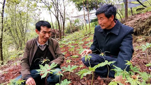 《我的脫貧故事》之一 袁文軍 ：七葉一枝花“開”出脫貧路