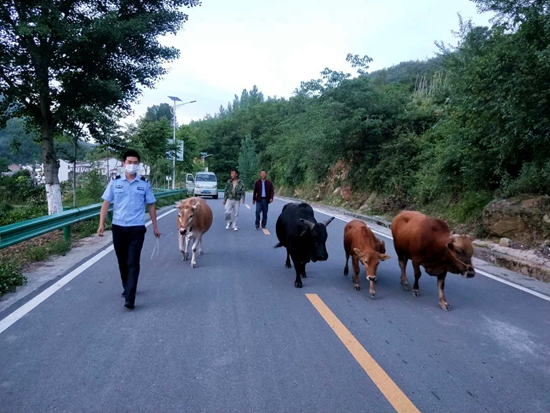 民警客串“放牛娃”為5頭黃牛尋主人