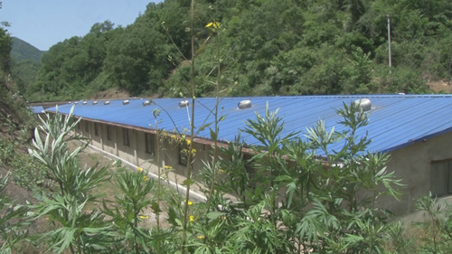 “豬老板”文金紅：甩帽脫貧  活出精彩