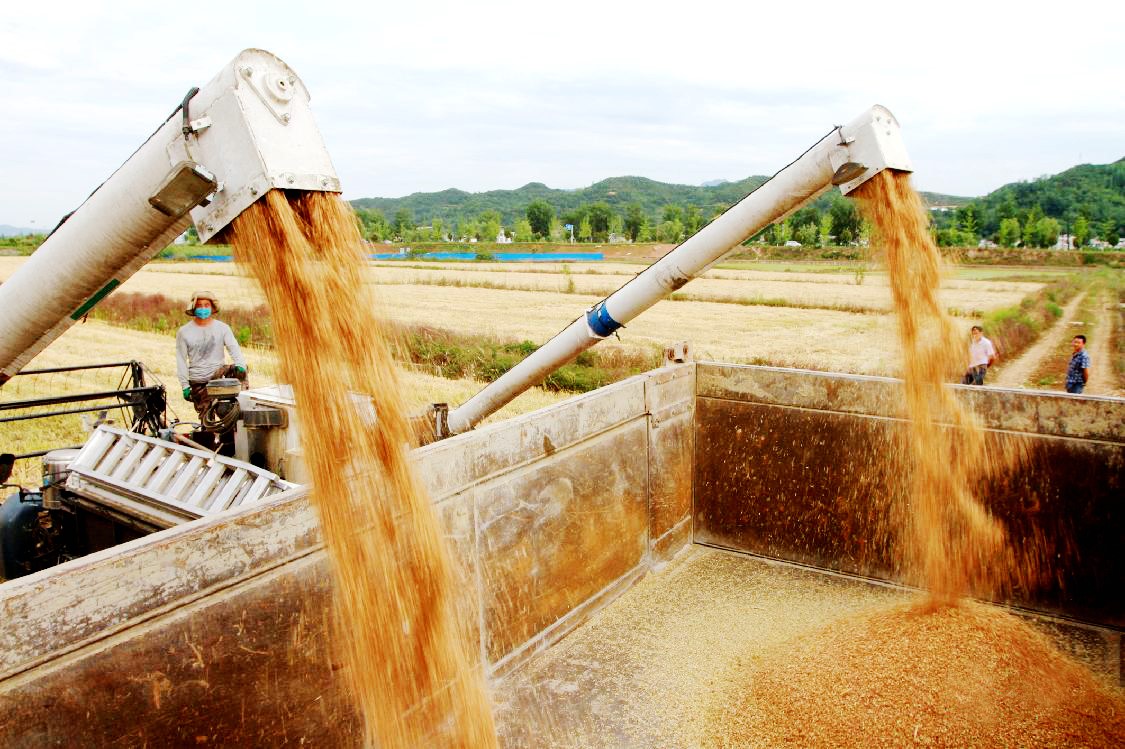夏糧夏油喜獲豐收