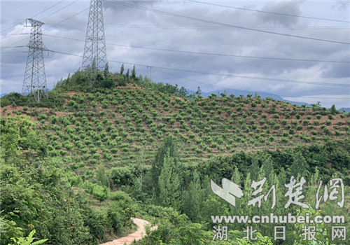 房縣：堅(jiān)持生態(tài)立縣 實(shí)現(xiàn)綠色崛起