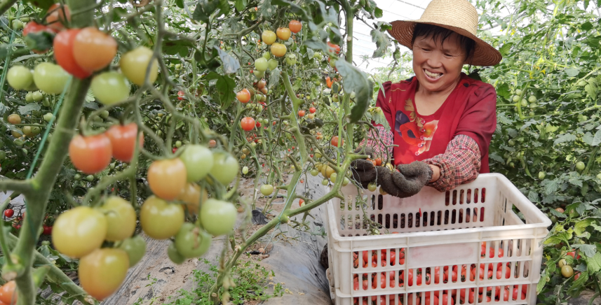 房縣特色產(chǎn)業(yè)帶動農(nóng)民增收