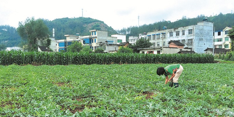 劉運華：西瓜“發家”比蜜甜