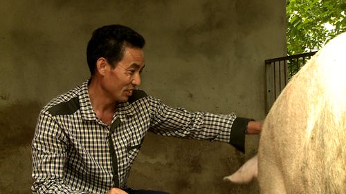 《我的脫貧故事》代全春：“三頭母豬”撐起脫貧增收路