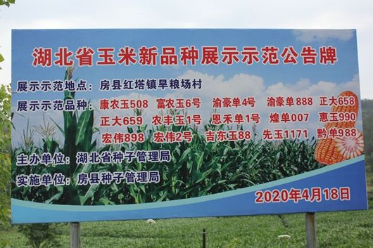 房縣開展玉米新品種展示試驗示范
