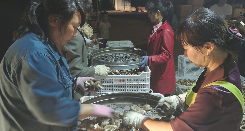 小香菇成大產業