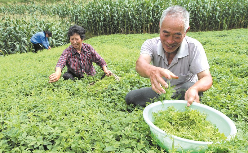 特色產業 強縣富民