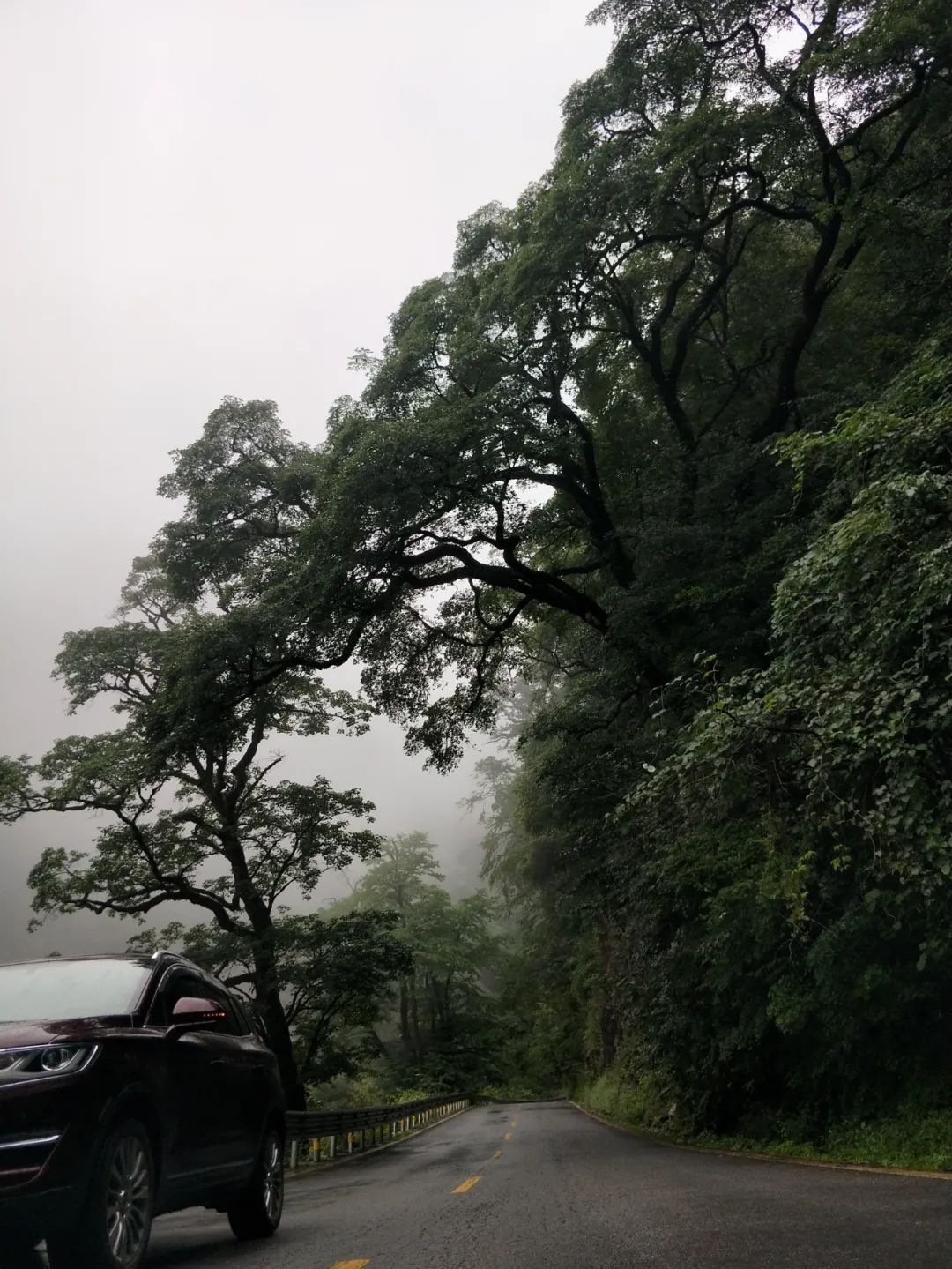 來神農架，當一回“野人”