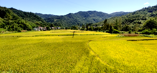 房縣收秋種漸入高潮  10萬畝水稻、18萬畝玉米陸續開鐮