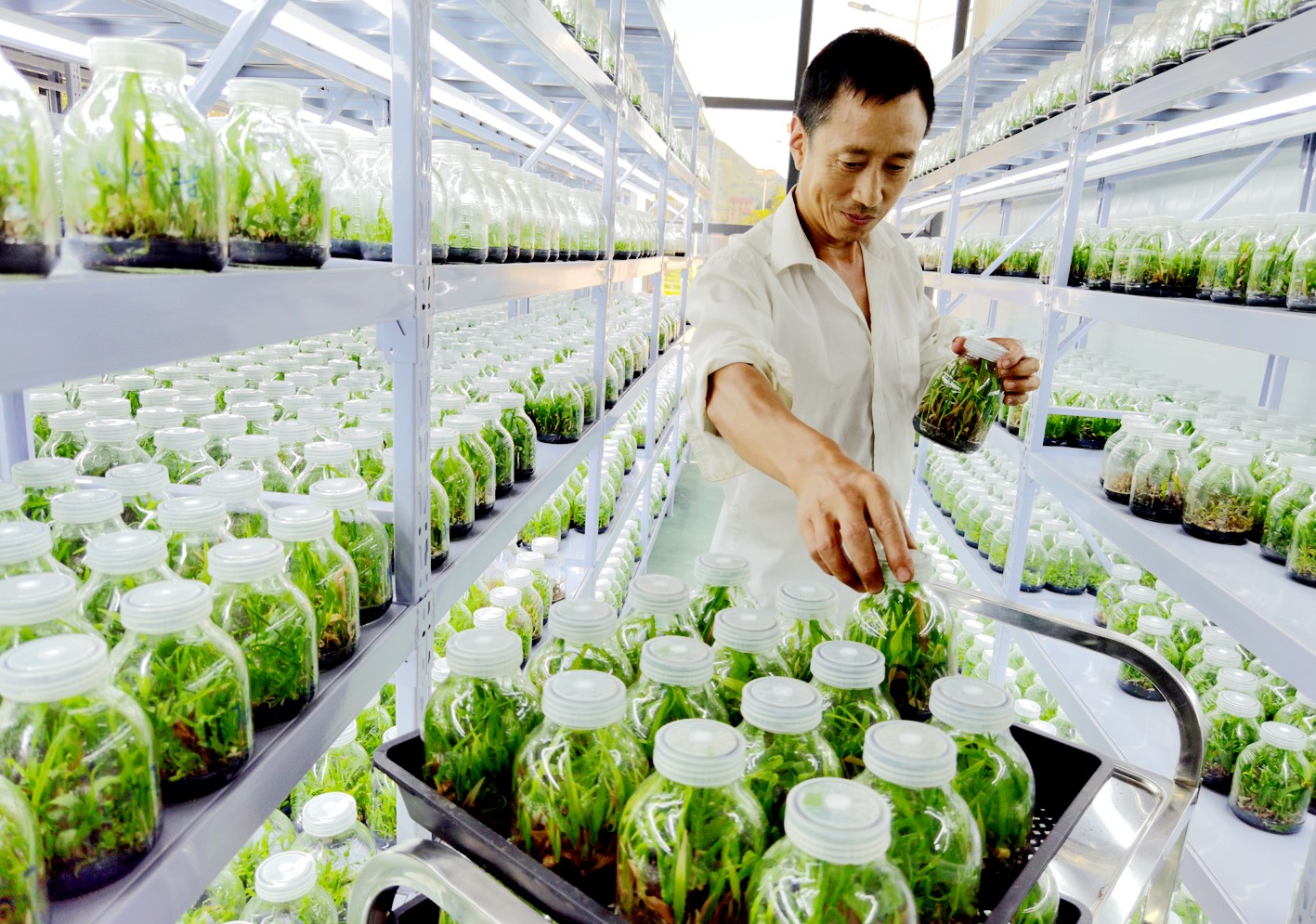 房縣擦亮“藥庫”品牌