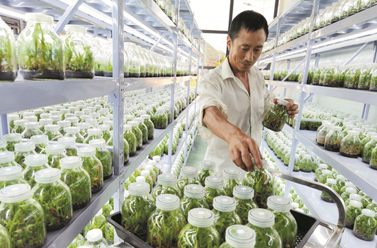 藥材產業助民致富