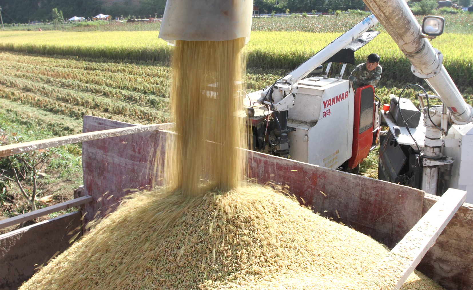 我縣糧食喜獲豐收