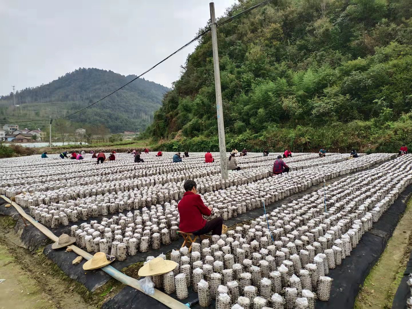 通省館村黑木耳喜獲豐收
