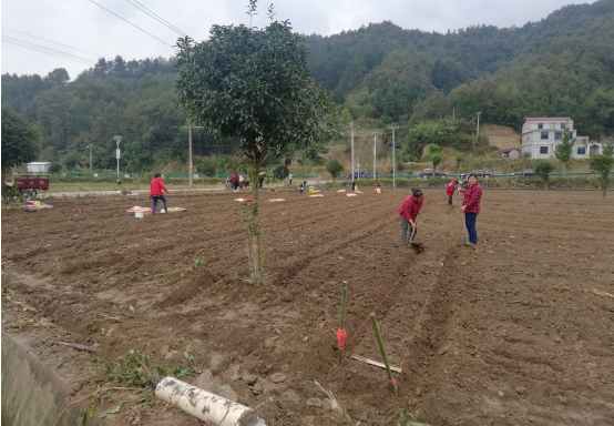 窯淮鎮掀起秋冬茶園大發展熱潮
