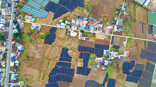 城關鎮發展羊肚菌產業助推鄉村振興