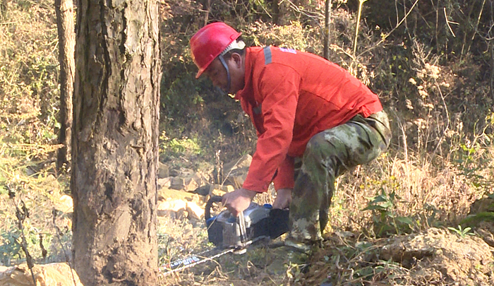 紅塔鎮全力開展松材線蟲病疫木清理工作