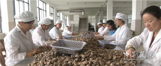 房縣香菇：山珍美味走出深山“香”飄世界