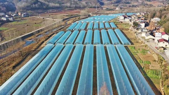 化龍堰鎮：大棚排排坐  產業促振興