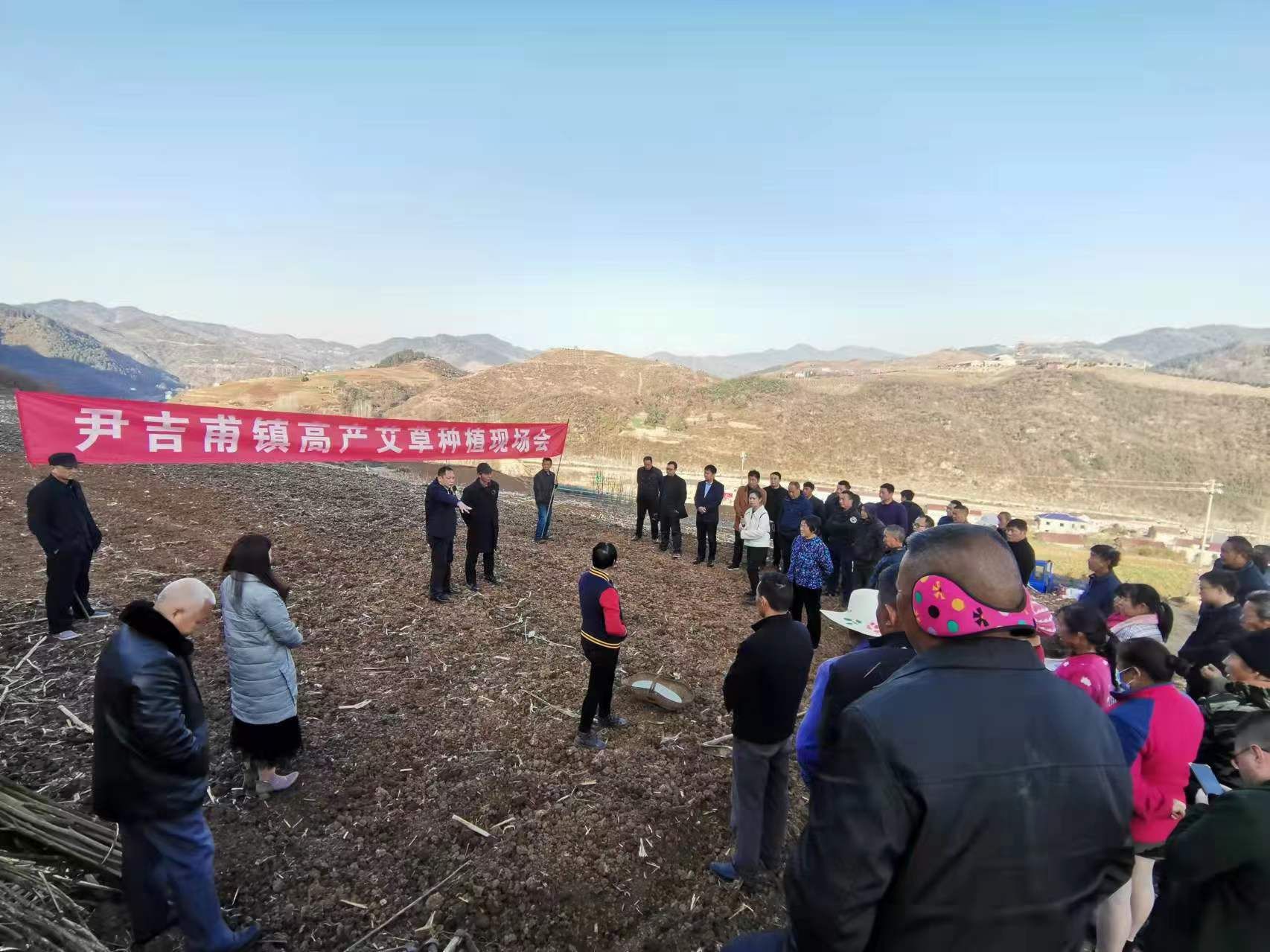 發展艾草產業 助推鄉村振興：尹吉甫鎮召開高產艾草種植現場會