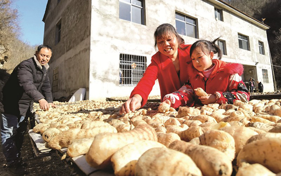 天麻豐收 社員致富