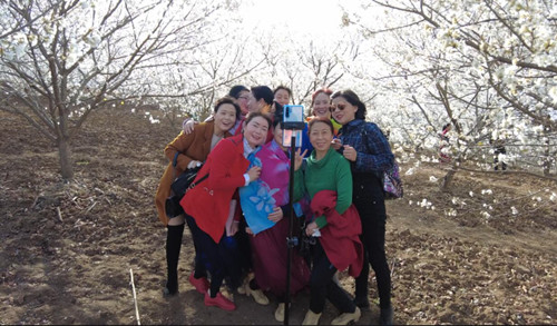 十里櫻花綻放滿園 引得眾多游人前來打卡拍照