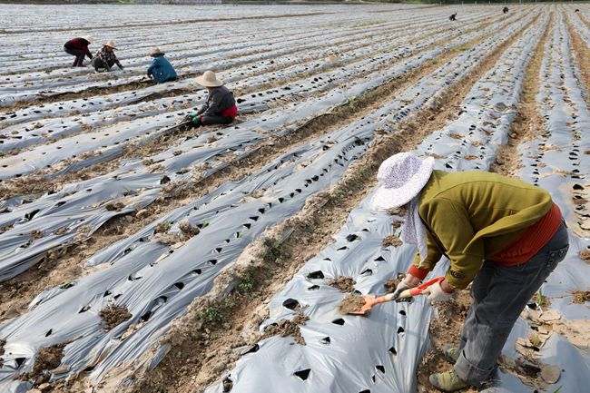 房縣：中藥材“名揚”海外