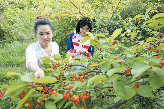 櫻桃紅了日子甜