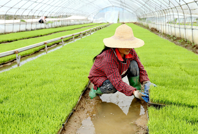 房縣：工廠化育秧節(jié)約種糧“成本”