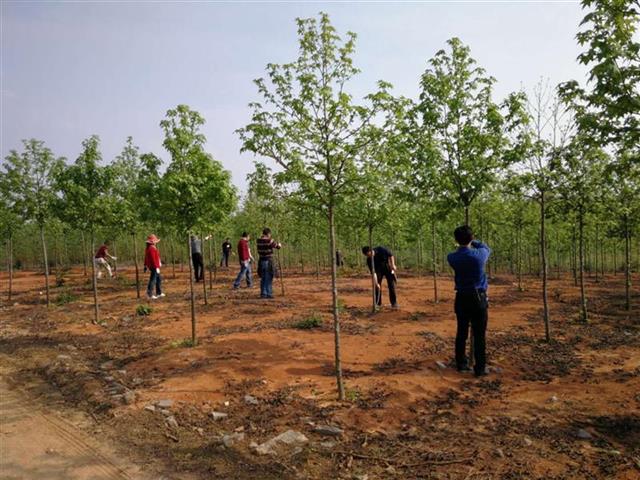 湖北35家單位入選全國首批苗木信息采集點(diǎn)