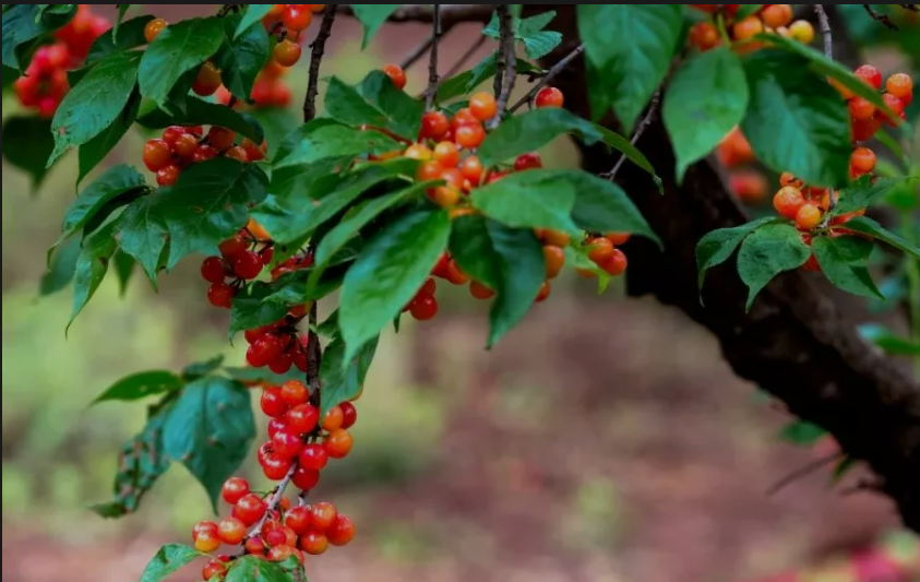 房縣城關(guān)鎮(zhèn)櫻桃產(chǎn)業(yè)總收益突破1億元！