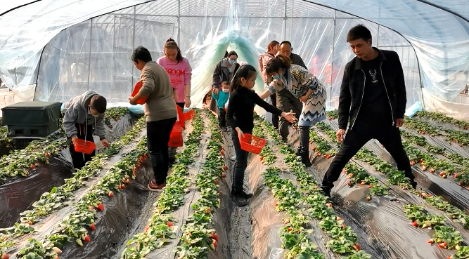 龔德林:“花果園”里耕耘“莓”好生活