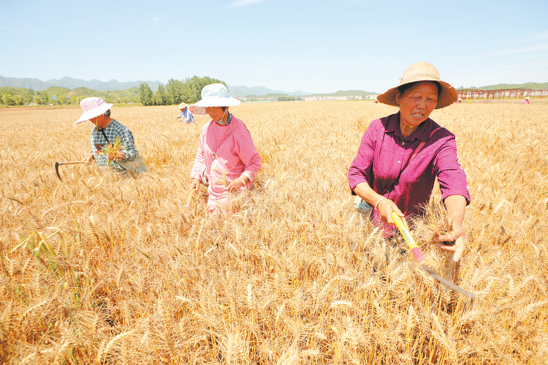 育小麥良種促豐產(chǎn)增收