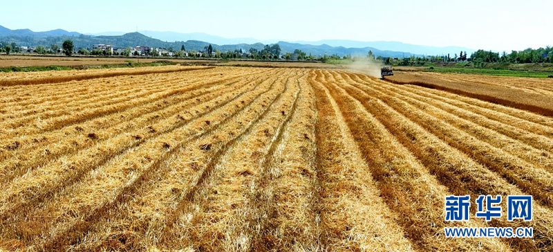 湖北房縣：麥浪滾滾收獲忙