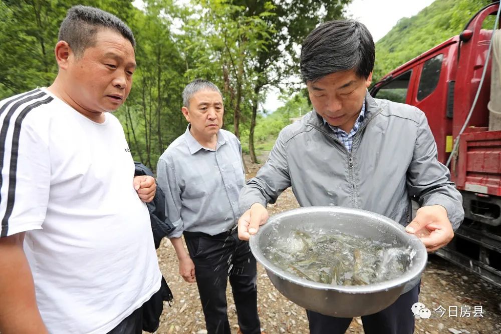 快來看，國家級(jí)“魚寶寶”來房縣安家啰！