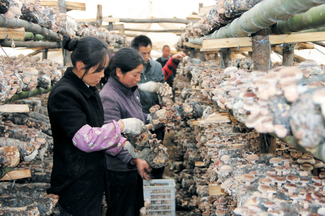 千里沃野競豐饒 ——房縣聚力農(nóng)業(yè)發(fā)展加快鄉(xiāng)村振興走筆