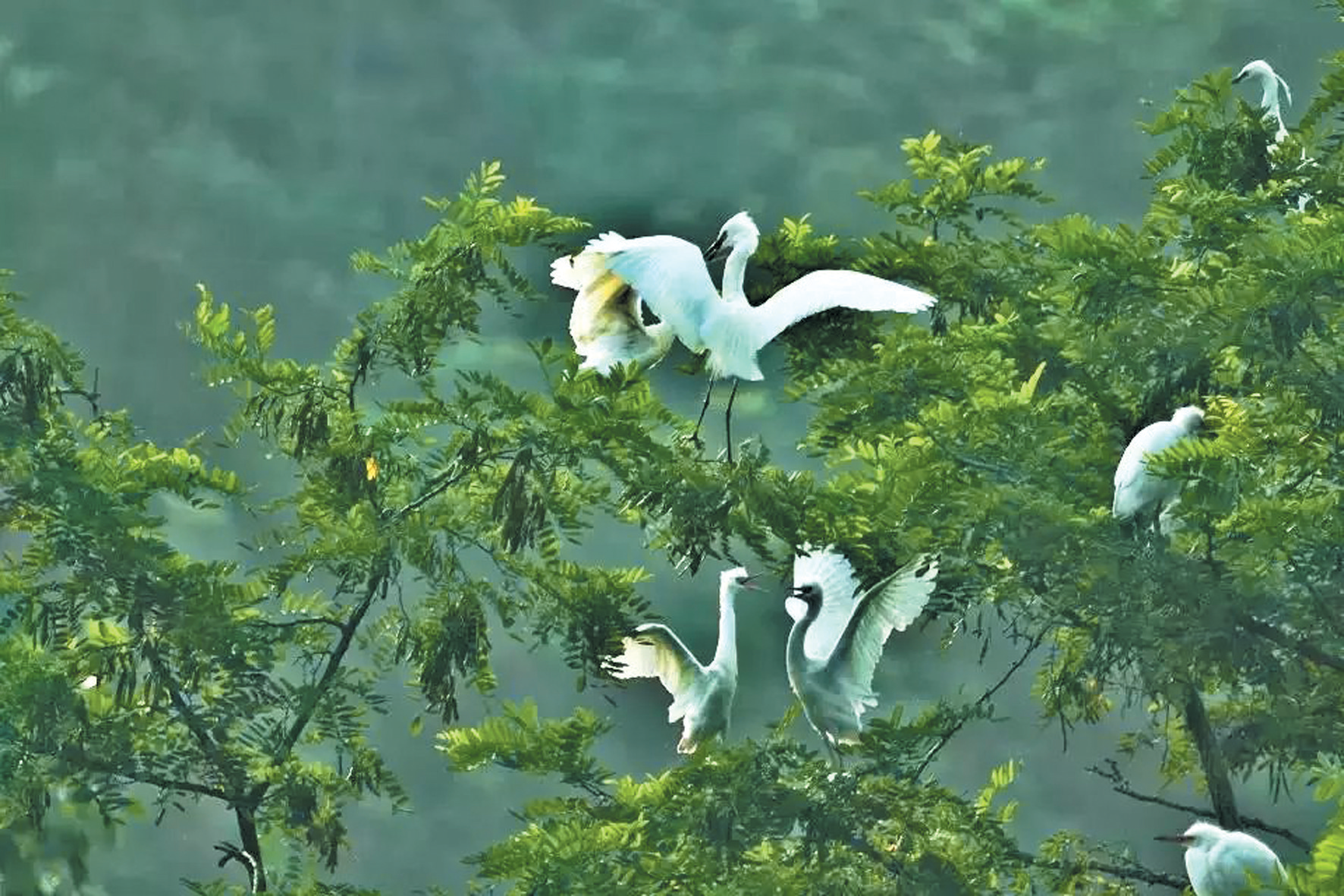 綠滿房陵畫卷舒——房縣生態(tài)文明建設(shè)工作紀(jì)實