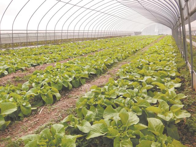 房縣白鶴鎮(zhèn)打造“七園”推進產業(yè)全面振興