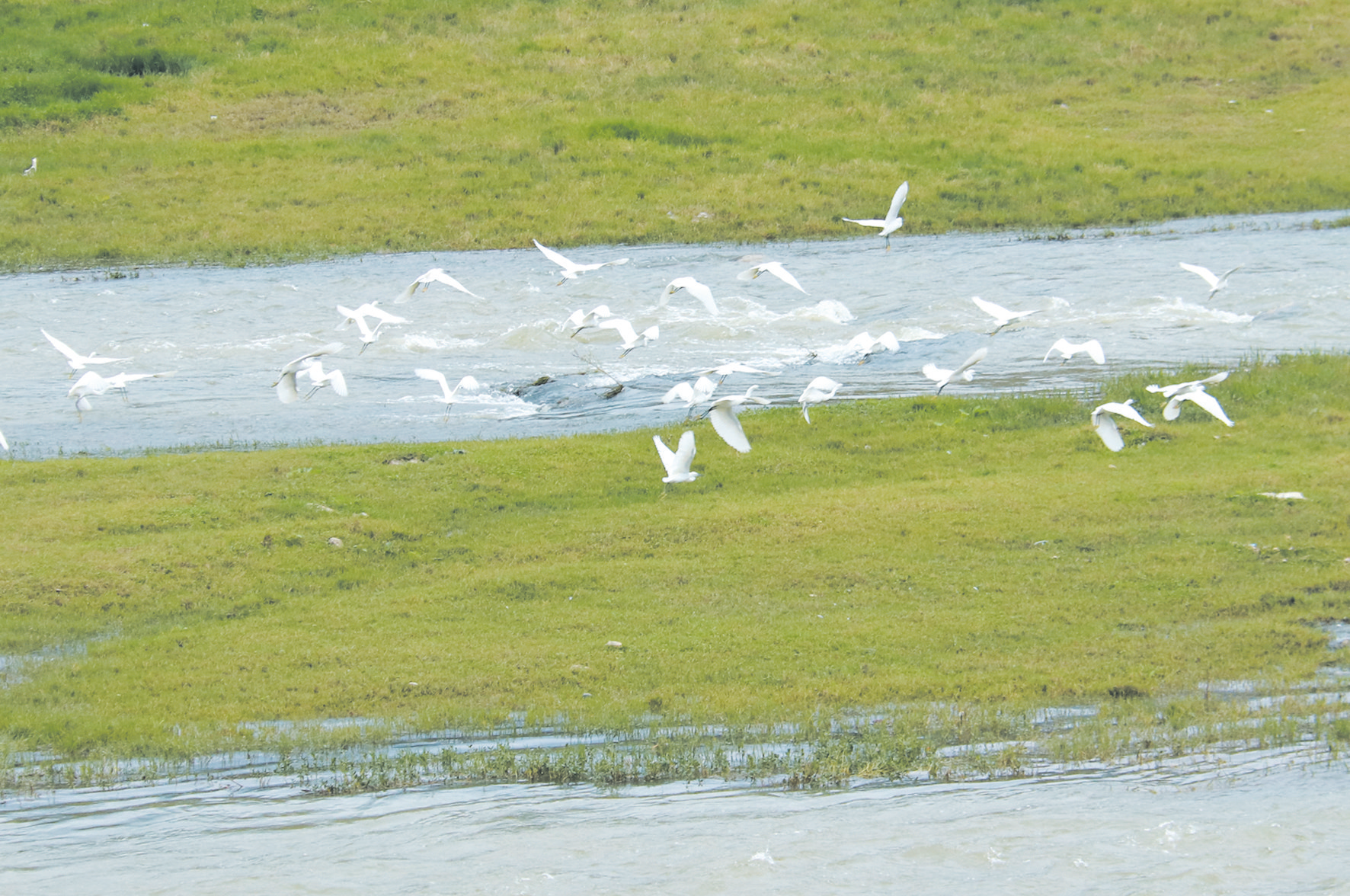 河岸青青 水鳥翩翩