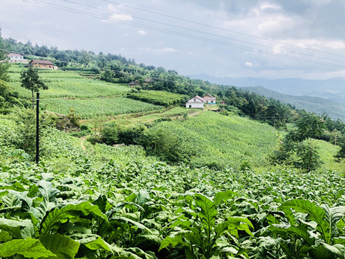 青峰鎮 ：煙葉豐收 綠葉變金葉