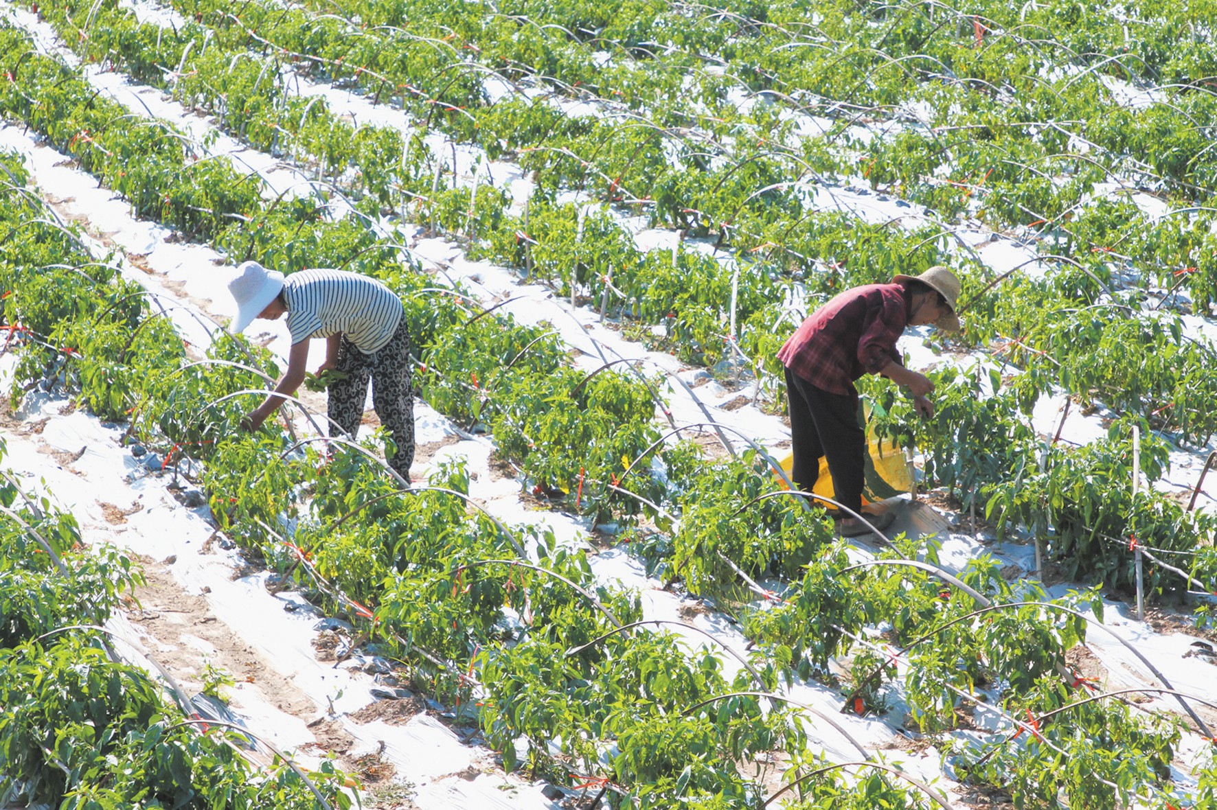 科技種菜富得快