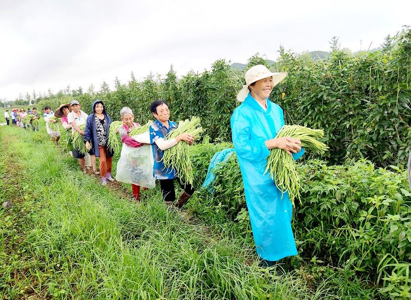房縣：小豇豆大豐收