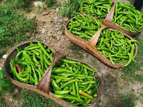 青峰鎮龍王坪村：辣椒豐收富農家