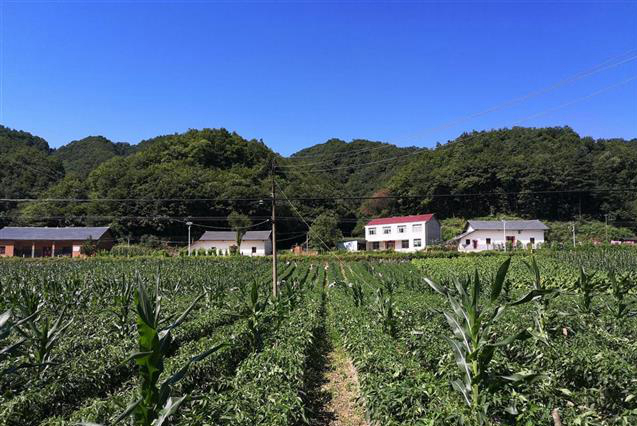 野人谷鎮近百畝辣椒喜獲豐收