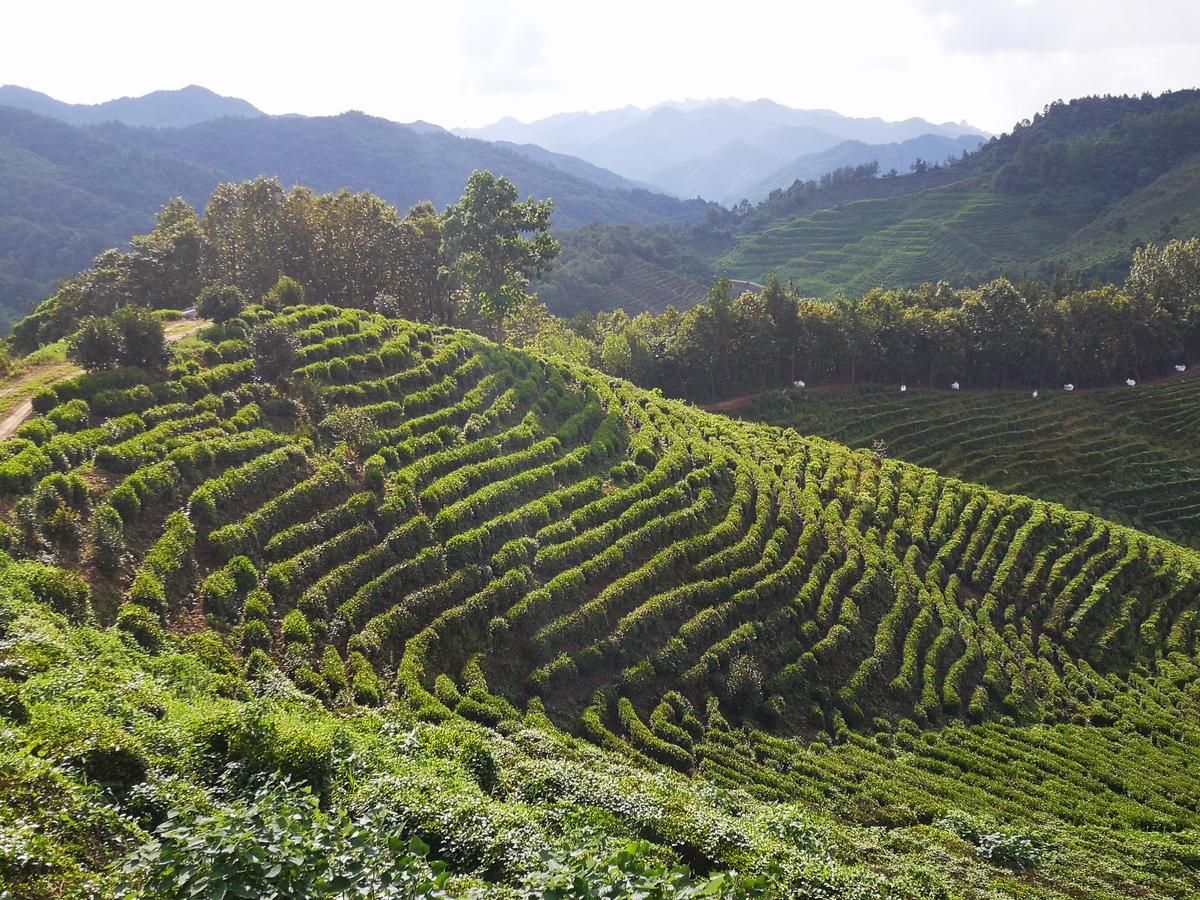 做優精深加工 共創區域品牌 房縣梯次培育茶葉龍頭企業