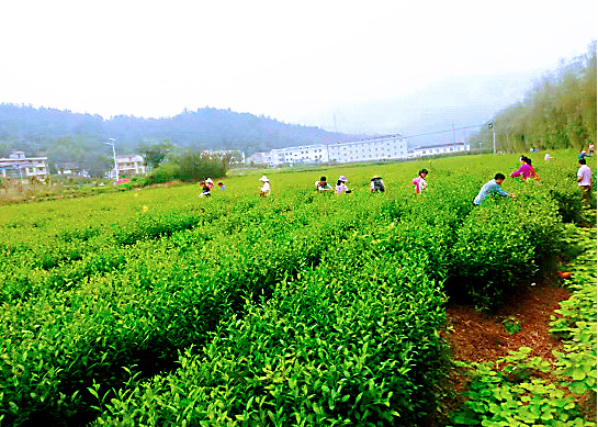 窯淮鎮：秋茶采摘季 茶農喜增收