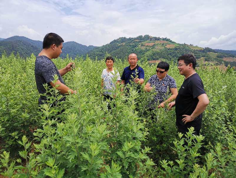 尹吉甫鎮：小小艾葉撐起致富大產業