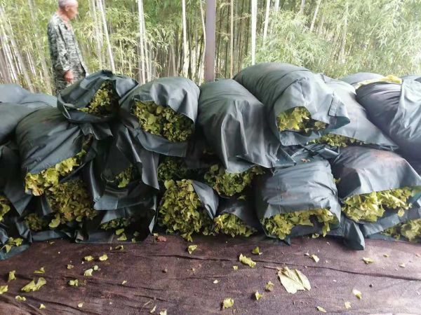 房縣：用綠色迎來增收的底色