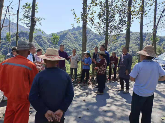 姚坪鄉虎尾溝村：全面開展茶葉害蟲防治